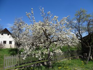 Waldviertler Streuobstbauern