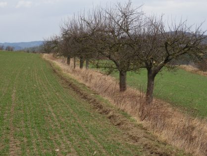 Obstbaumschnitt- und Veredelungskurse 2021 - jetzt anmelden!