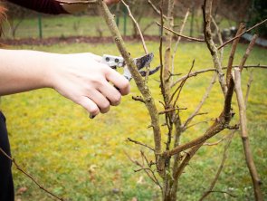 Neuer Termin für Obstbaumschnittkurs