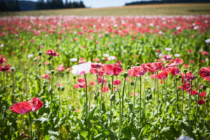 Zukunftsfittes Mohndorf