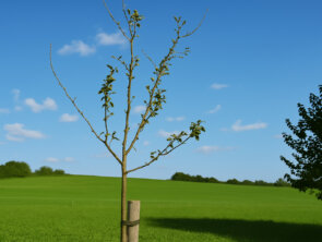 Obstbaumpflanzaktion 2025 Bestellzeitraum: 14. Juli – 05. Oktober 2025