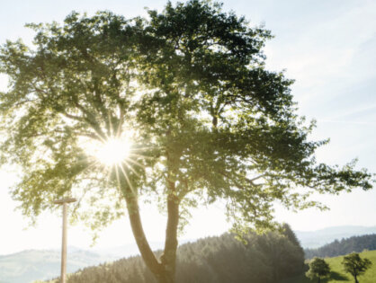 INFO: Obstbaumpflanzaktion für Hochstamm-Obstbäume 2026