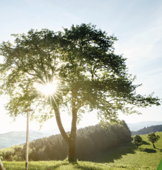 INFO: Obstbaumpflanzaktion für Hochstamm-Obstbäume 2026